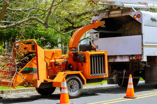 Best Tree Removal  in Olivet, NJ