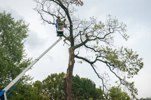 Best Tree Preservation Services  in Olivet, NJ